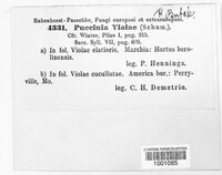 Puccinia violae image